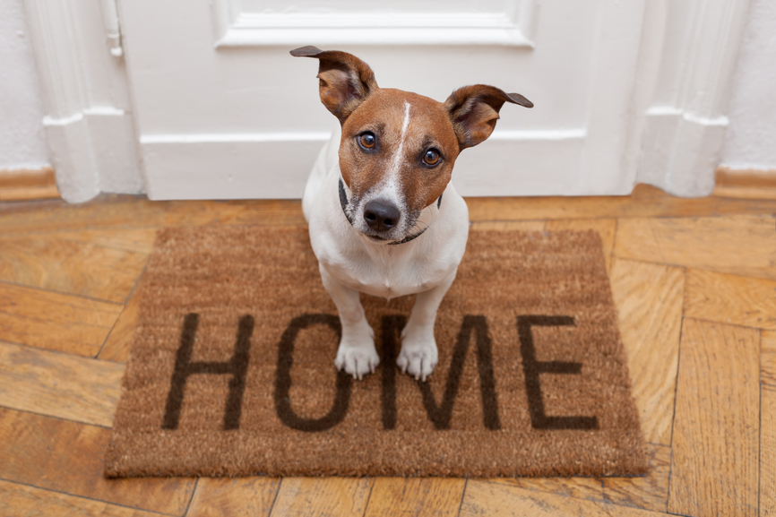Come trovare una Casa in Affitto se si hanno Animali Domestici?